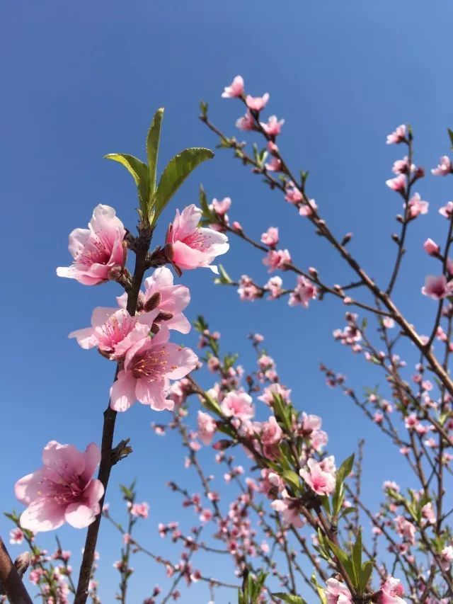 安徽最奇特的景观大树“驮”起了古桥搭客正在树上系红带求姻缘