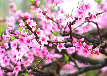 爱人节江城“招桃花”水晶大受青睐