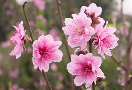 什么东西招桃花最严害水晶饰品登上榜首